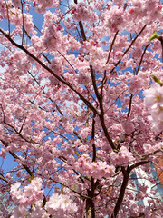 CHERRY TREE