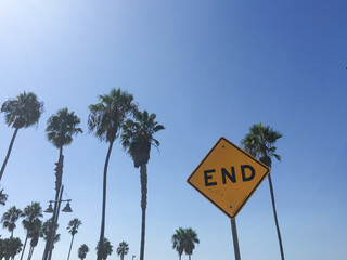 Palm trees