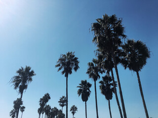 Palm trees