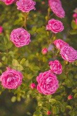 Tender Pink Rose Flowers With Green Leaves On blurred background