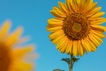 Obraz premium Natural background, a blooming sunflower, on a clear sunny day, close-up against the blue sky. selective focus. the concept of harvesting