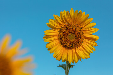 Natural background, a blooming sunflower, on a clear sunny day, close-up against the blue sky....