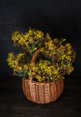 a basket with dried St. John's wort grass on a dark wooden table