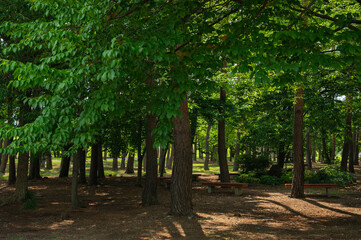 公園の森　信州スカイパーク