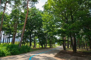 公園の遊歩道　信州スカイパーク