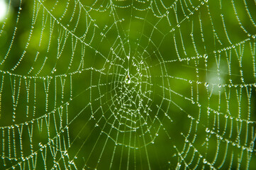 spiderweb