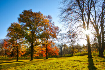 Sunrise with autumn leaf colour and lens flare in the public park.