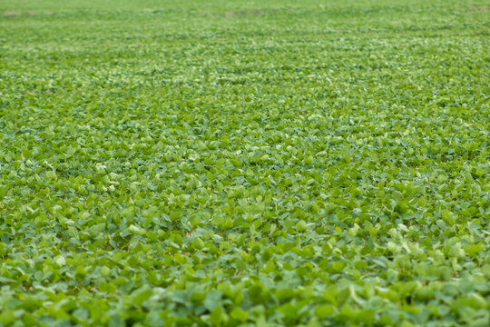 Farm Field Of Green Crops