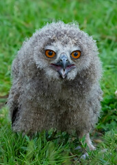 owl