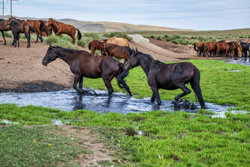 Obraz premium horses in the field