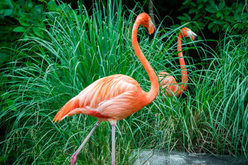Caribbean Flamingo in breeding posture at zoo setting in Nashville Tennessee.