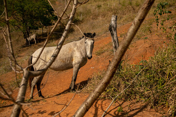 horses