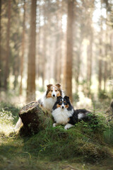 Fototapeta premium two sheltie dog in the forest. Pet on the nature. tracking. Dawn, fairytale light