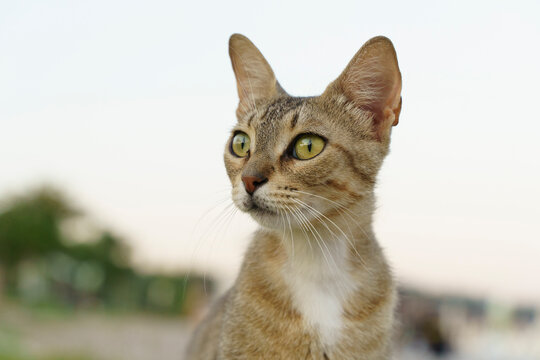 Cat is resting on a sunny day in summer. Portrait street cat in nature.