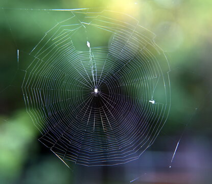 Spinnennetz einer Minispinne und Obstfliege
