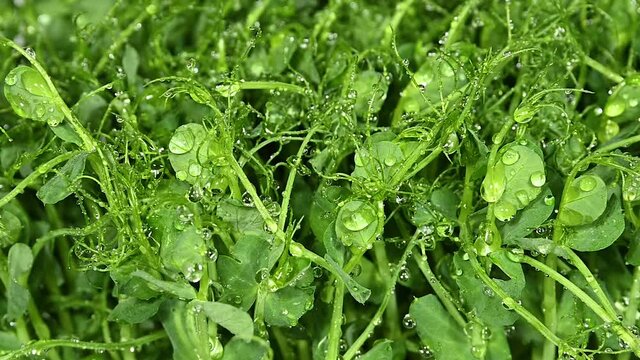 Watering green peas microgreen sprouts