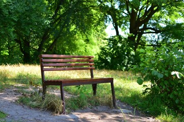 Empty wooden bench in the shade of green forest