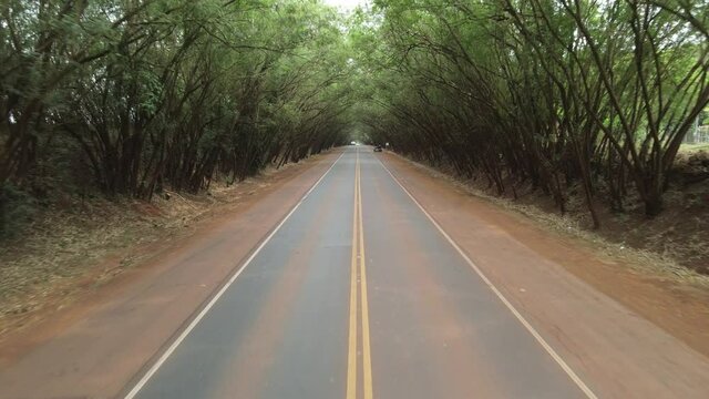 T&uacute;nel de arboles en Paraguay, cuidad de Santa Rita