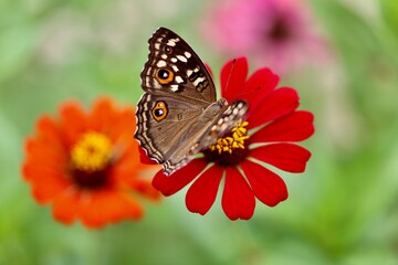 butterfly on flower in the garden 