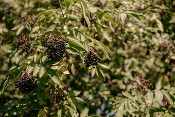 blackberry on the tree