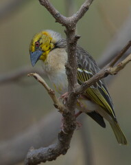 Closeup of colorful Village Weaver (Ploceus cucullatus) bird Lake Tana, Gorgora, Ethiopia