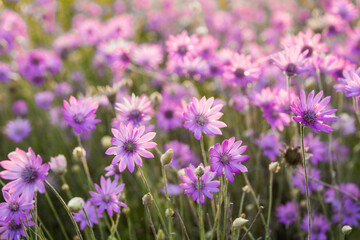 field of lavender