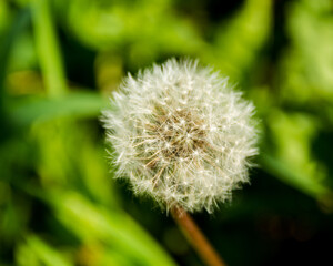 dandelion on green