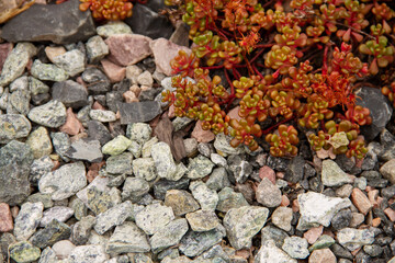 natural background with plants for landscape design of the alpine slide