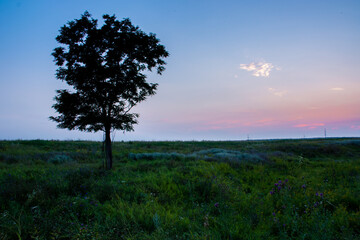 Obraz premium sunset in the forest