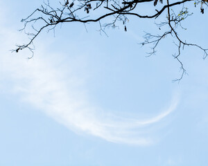 branches of a tree