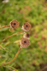 natural background of the box of the poppy plant with seeds