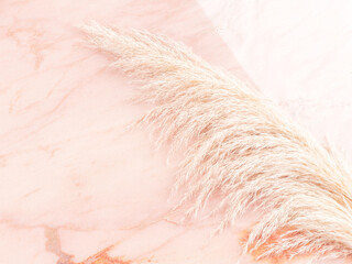 Pink pastel marble table background with trendy pampas grass