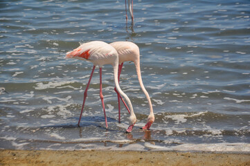 Two pink flamingos looking for food on the shore in Lo Pagán, Murcia, Spain