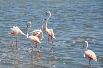 Group of fighting pink flamingos in the water in Lo Pagán, Murcia, Spain