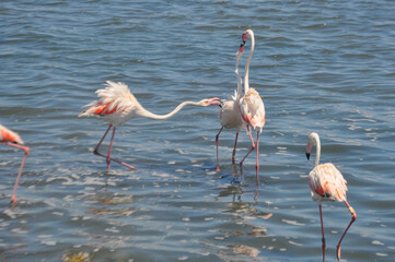 Group of fighting pink flamingos in the water in Lo Pagán, Murcia, Spain