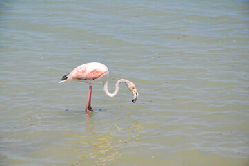 Single pink flamingo in the water in Lo Pagán, Murcia, Spain
