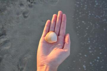 Seashell on the hand on the beach in Spain