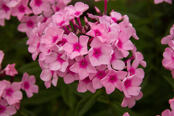 natural background with delicate flowers of the phlox plant for a postcard