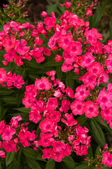 natural background with delicate flowers of the phlox plant for a postcard