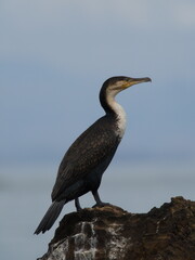Closeup portrait of Anhinga Snakebird (Anhinga anhinga) resting on rocks Lake Tana, Gorgora, Ethiopia