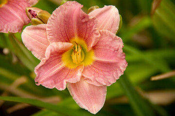 natural background garden flower plants daylily
