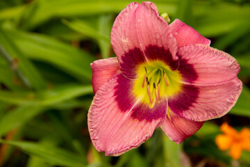 natural background garden flower plants daylily