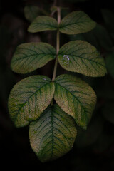 Fototapeta na wymiar Rose leaf after rain. Noble natural green color. Texture background