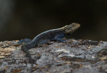 Closeup portrait of a Rainbow Agama (Agama agama) sunbaking on rocks Lake Tana, Ethiopia