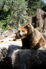 Fototapeta na wymiar Oso sentado descansando en un día de verano en el zoológico. Fotografía vertical.