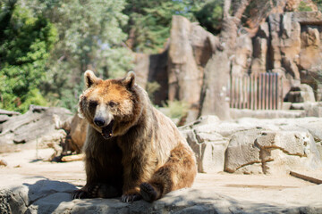 Oso marrón sentado, con la boca abierta, descansando del calor, en el zoológico
