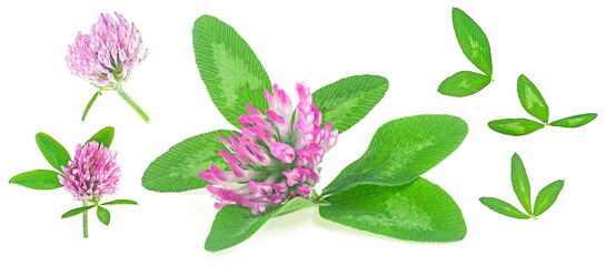 Medicinal herb - collection of clover leaves and flowers isolated on a white background. Trefoil flower.