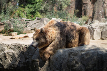 Naklejka na ściany i meble Oso marrón tumbado en la sombra, descansando del calor, en el zoológico