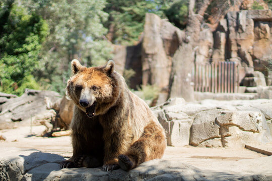 Oso marr&oacute;n sentado, con la boca abierta, descansando del calor, en el zool&oacute;gico