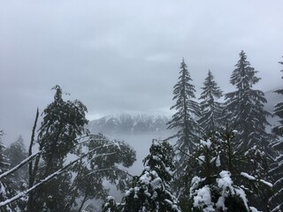 Winter Forest